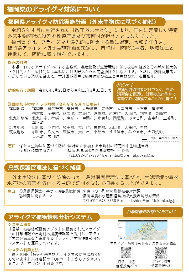 アライグマ裏