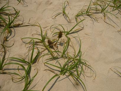 海岸植物群落 コウボウムギ