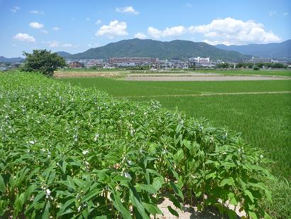 筑紫野市杉塚付近より眺める四王寺山