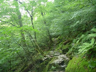 英彦山北岳シオジ林の画像です