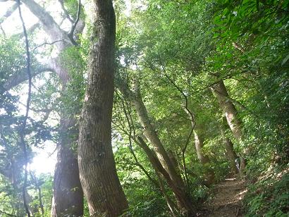 立花山クスノキ原始林