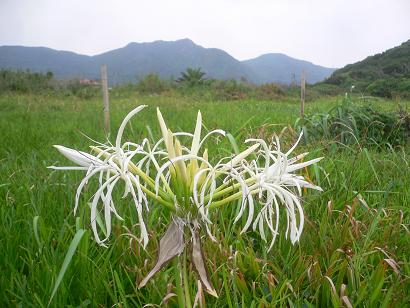 糸島市芥屋ハマユウ（ハマオモト）と立石山