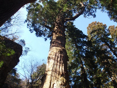 英彦山の鬼杉