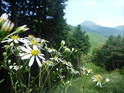 五徳峠付近防火帯よりシラヤマギクと牛斬山