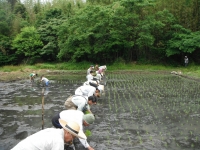 田植え体験の様子