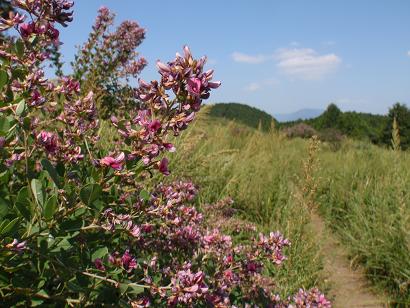 ハギ咲く基山山頂草原