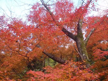 みやま市瀬高町清水寺の紅葉