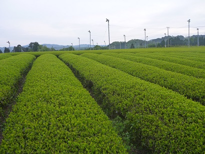 八女市黒木町本分付近の茶畑