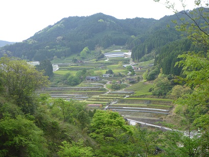 霊巌寺周辺の斜面には茶畑が広がる