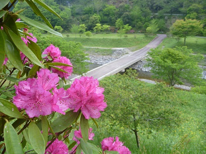 ツクシシャクナゲ咲く矢部川源流公園