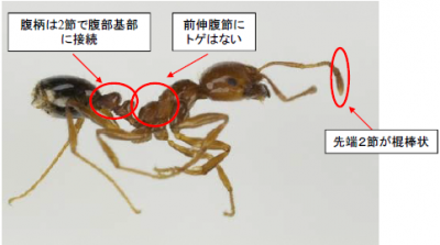 ヒアリの見分け方