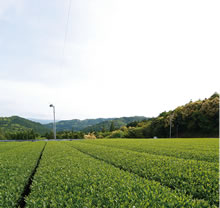 八女の茶畑