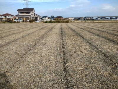 部分浅耕一工程播種実施ほ場