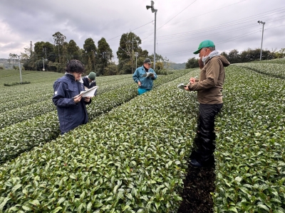 煎茶園を審査する審査員